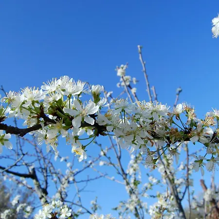 דירה La Dolce Vita פיטיליאנו
